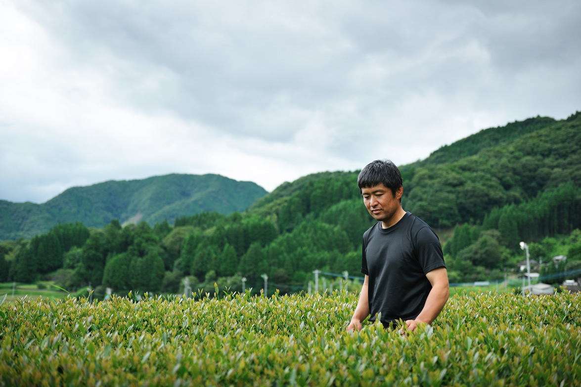 甲斐製茶園　高千穂釜炒り茶特上 緑茶80g 第69回全国茶品評会「釜炒り製玉緑茶の部」農林水産大臣賞 有機JAS移行中_画像4