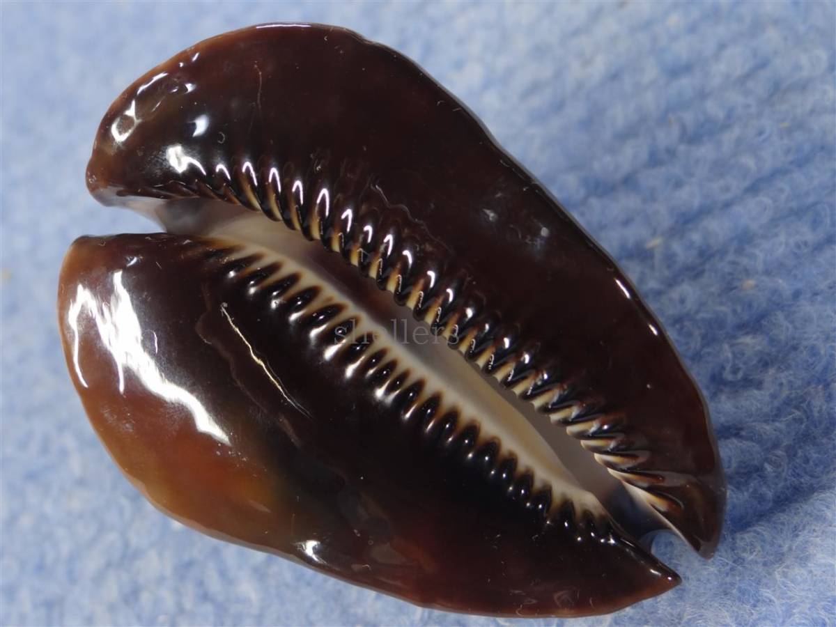 貝 標本 ロッセルダカラ 55mm タイプ サティアタ 大 - 科学、自然