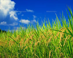 令和3年産　山形県産低農薬有機肥料栽培　　はえぬき　玄米　25キロ　送料込み_画像2