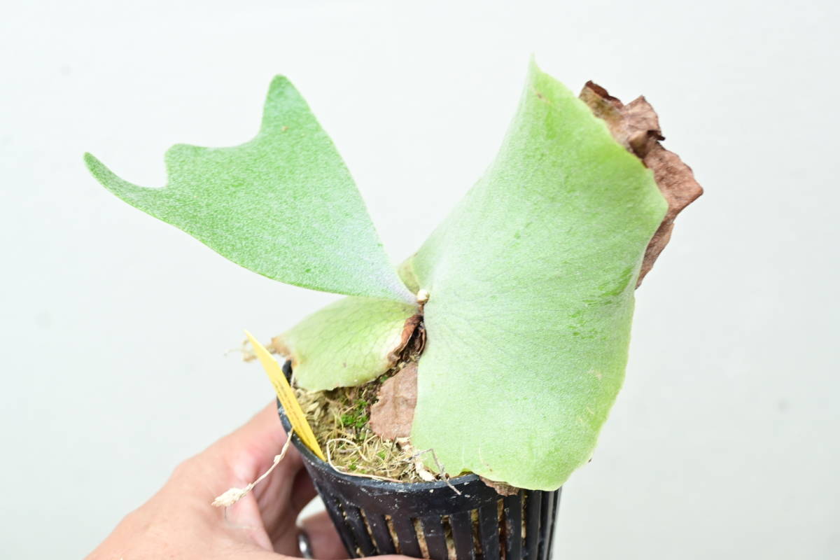 3年保証』 ビカクシダ シルバーベルベット 大株 植物/観葉植物