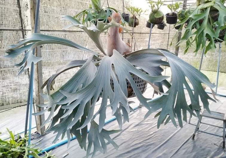 P griffin(P veitchii x P diversifolium) ① @bikamori com P griffin(P veitchii x P diversifolium) ① @bikamori com