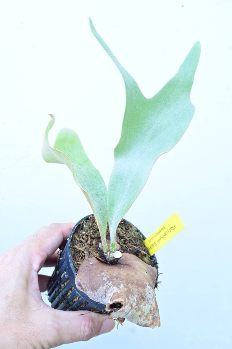 P.Saikeaw(P.andinum x P.willinckii)③　@bikamori.com　ビカクシダ　サイコー