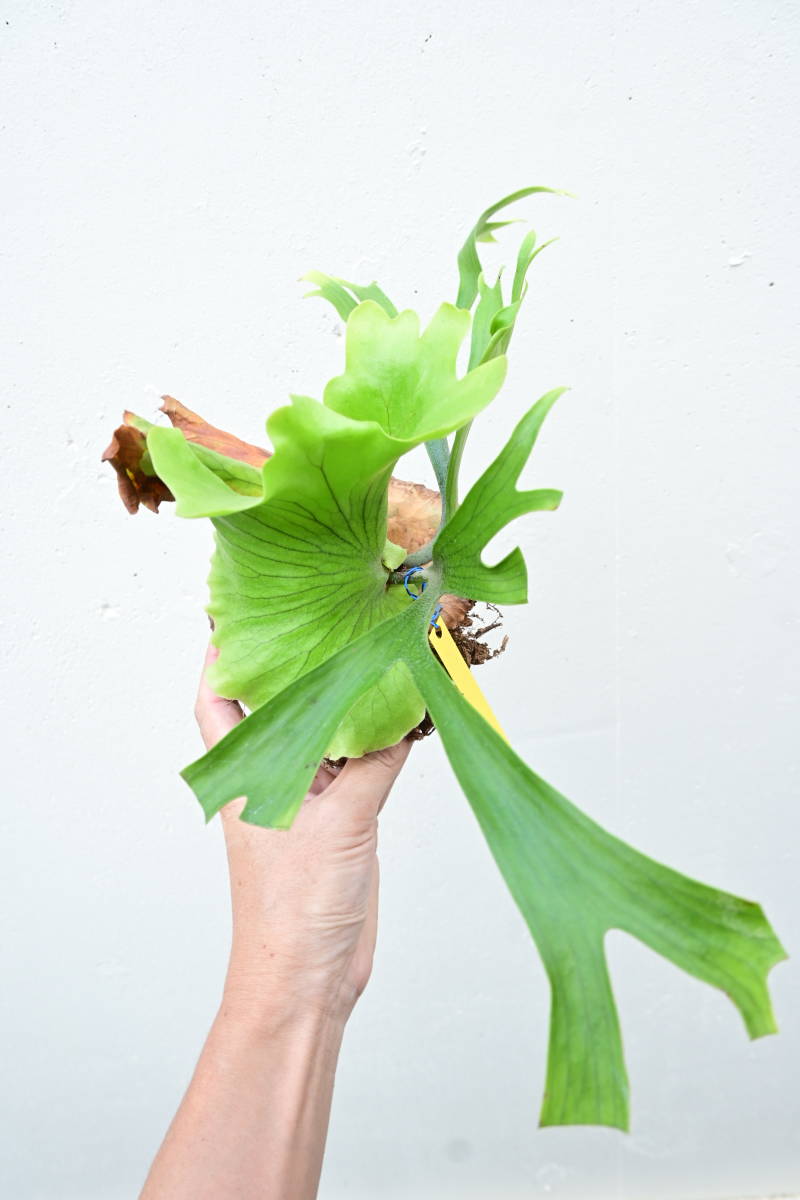 P.coronarium Thin frond③　@bikamori.com コロナリウム　ビカクシダ