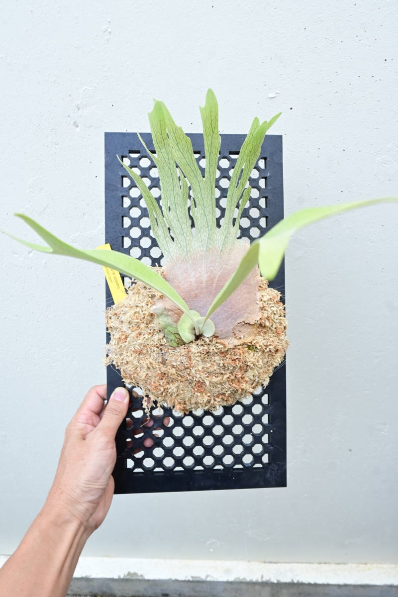 Yahoo!オークション - P.cosmo(P.veitchii wild x P.willinckii