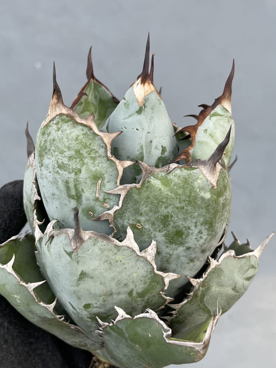 多肉植物アガベ チタノタ ブラックアンドブルー大株 www.gastech.com.tr