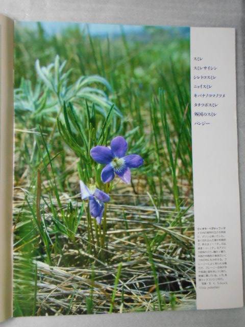  plant. world 69 ( Weekly Asahi various subjects ) /s Mille pansy / morning day newspaper company 