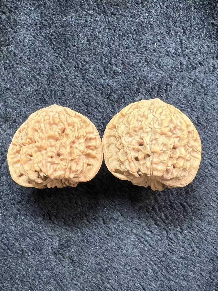 魅力的な ペヘモリッケ こあら帽 こあら帽 - poumonquebec.ca