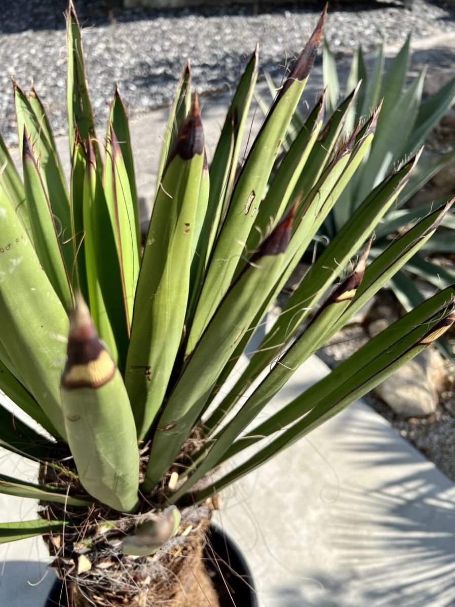 Yahoo!オークション - ユッカ・ファクソニアーナ yucca Yahoo!オークション - ユッカ・ファクソニアーナ yucca
