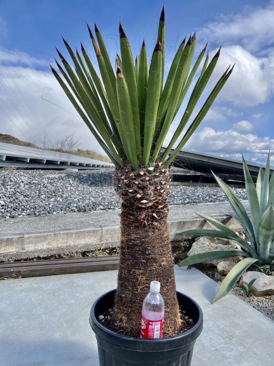 Mikey23【ユッカ ファクソニアーナ】A Yahoo!オークション - ユッカ・ファクソニアーナ yucca