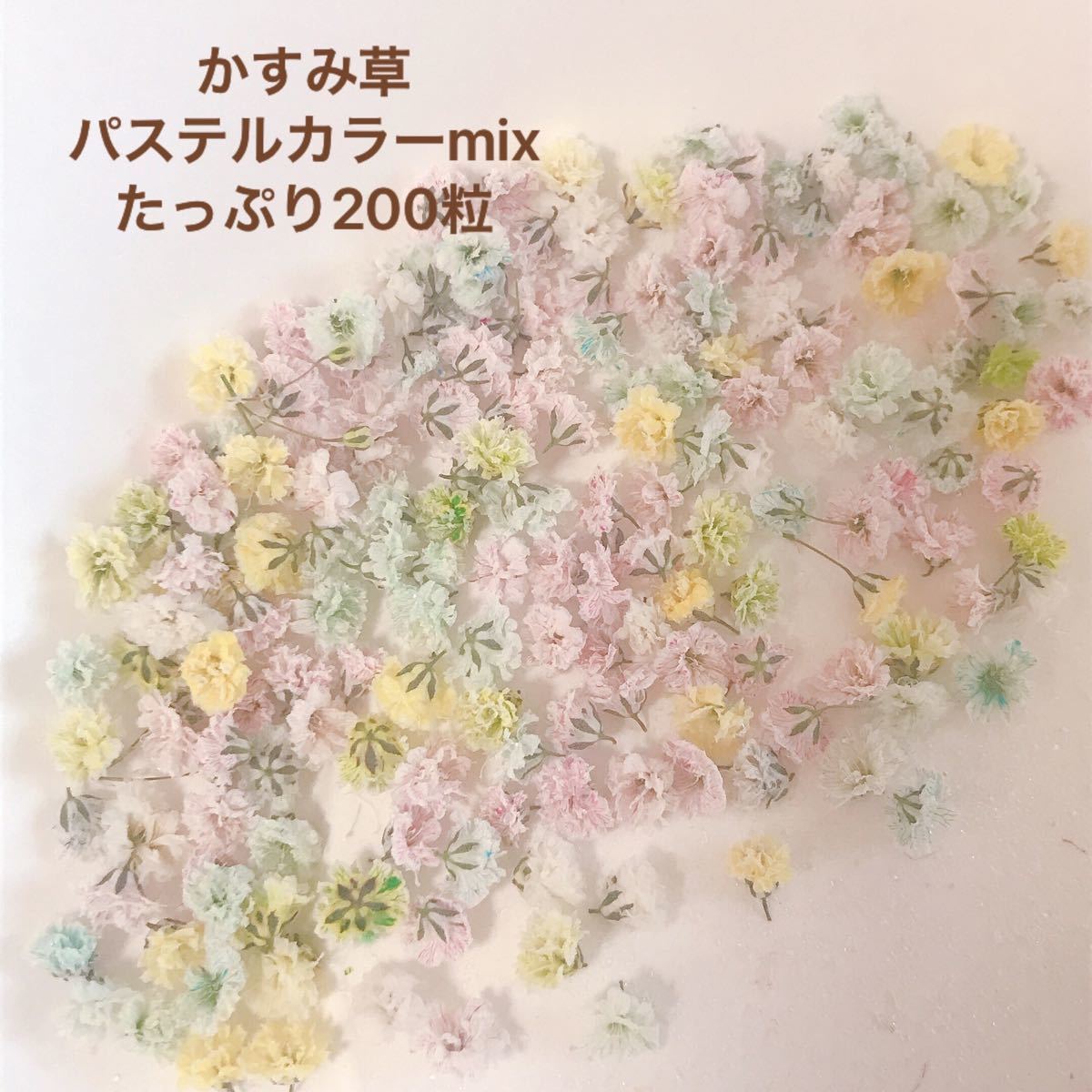 たっぷり200粒　パステルカラー　ミックス　ドライフラワー かすみ草　ケース付き ドライフラワー 