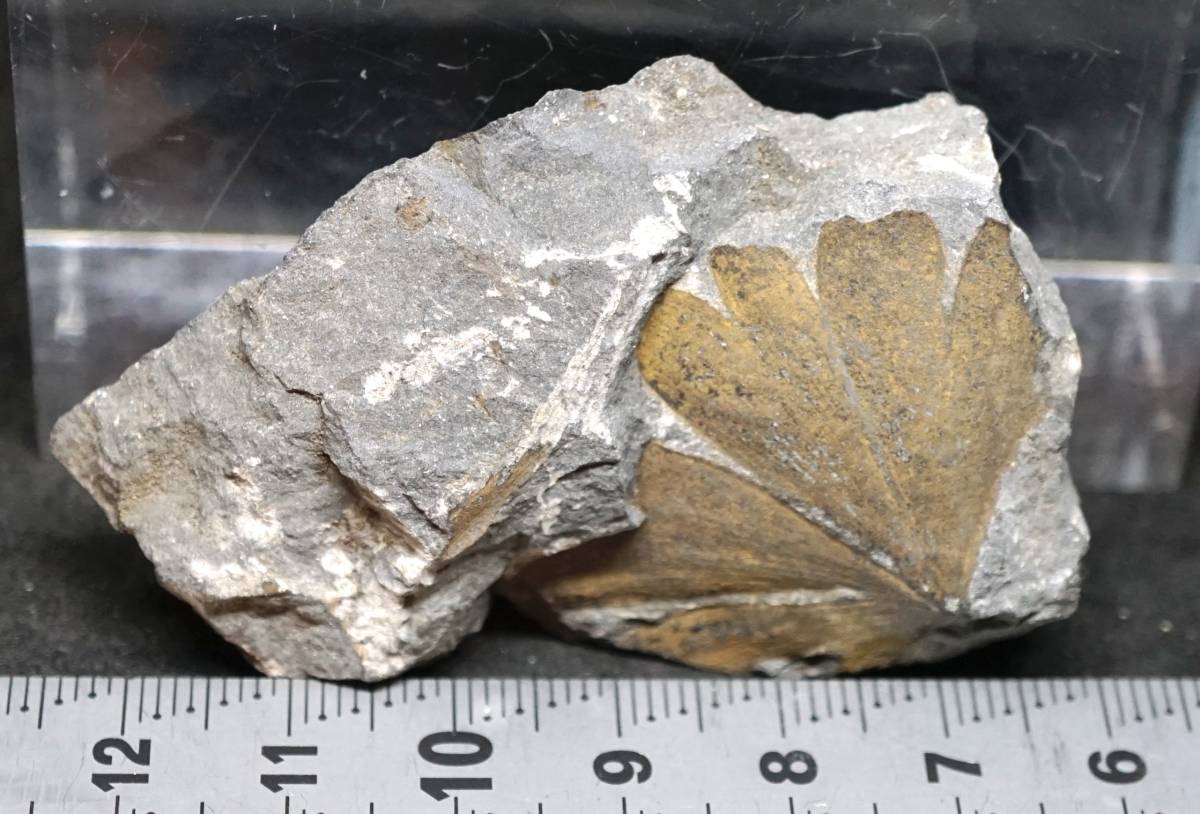 日本産化石 Ginkgo sp. ギンコ（イチョウ）（木葉の化石）石川県石川郡白峰村