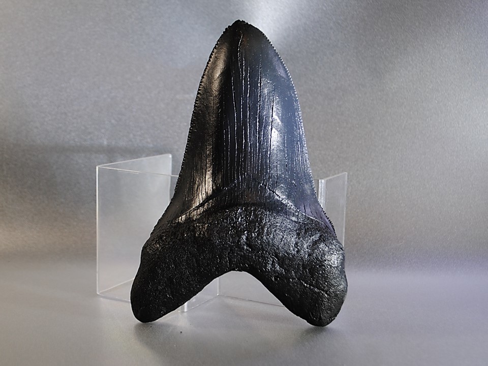 * the truth thing beautiful shape fossil . product * maximum class me Garo Don. tooth 208mmse ration clear MEGALODON huge The me replica teaching material *