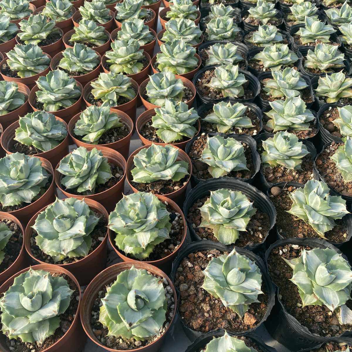 20多肉植物 アガベ 王妃雷神白中斑厚い葉株20株 インテリア小物 植物