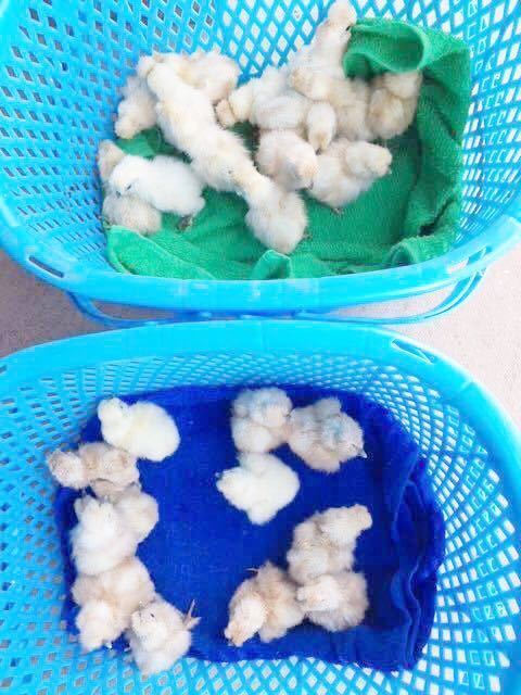 （即決）2～3日卵6個 モコモコ純粋烏骨鶏有精卵（割れ補償込み）_画像4