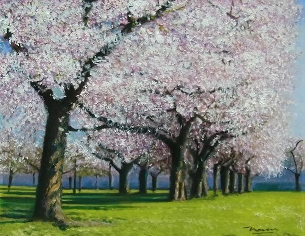 特価油絵 桜並木 MA2822