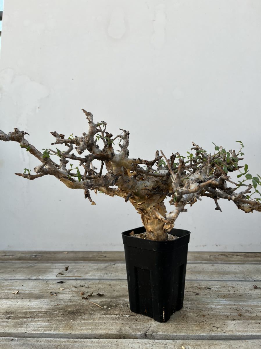 発根済】Commiphora_stocksiana/コミフォラ ストックシアナ① www
