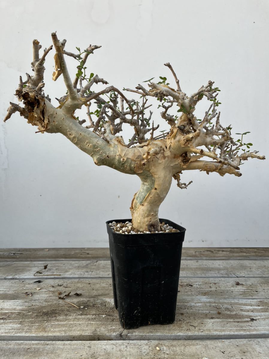 発根済】Commiphora_stocksiana/コミフォラ ストックシアナ② | www