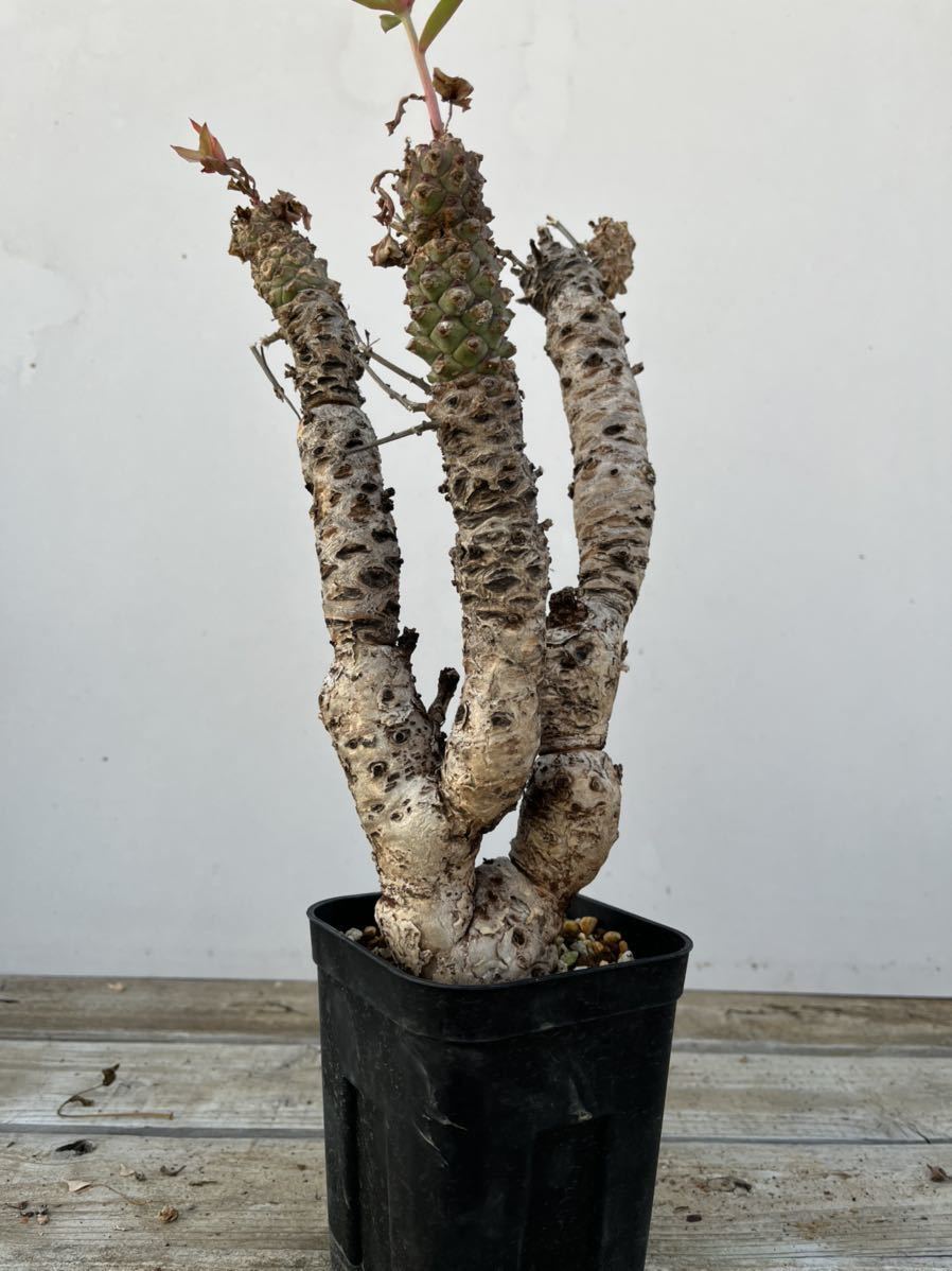 発根済】Euphorbia_wildii/ユーフォルビア ウィルディ① www.sideb.com.mx