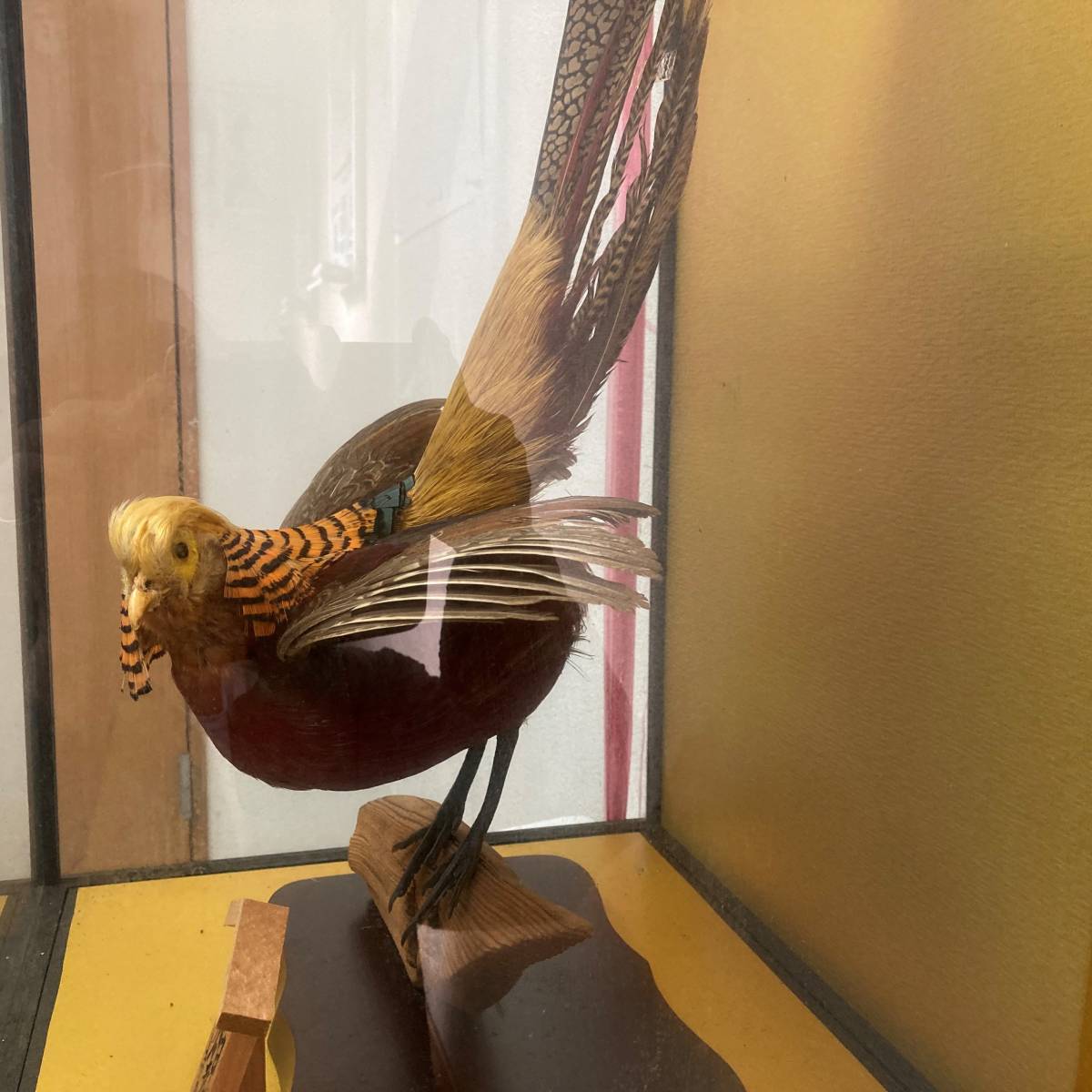 Yahoo!オークション - a180 金鶏鳥 錦鶏鳥 剥製 キンケイチョウ Yahoo!オークション - a180 金鶏鳥 錦鶏鳥 剥製 キンケイチョウ