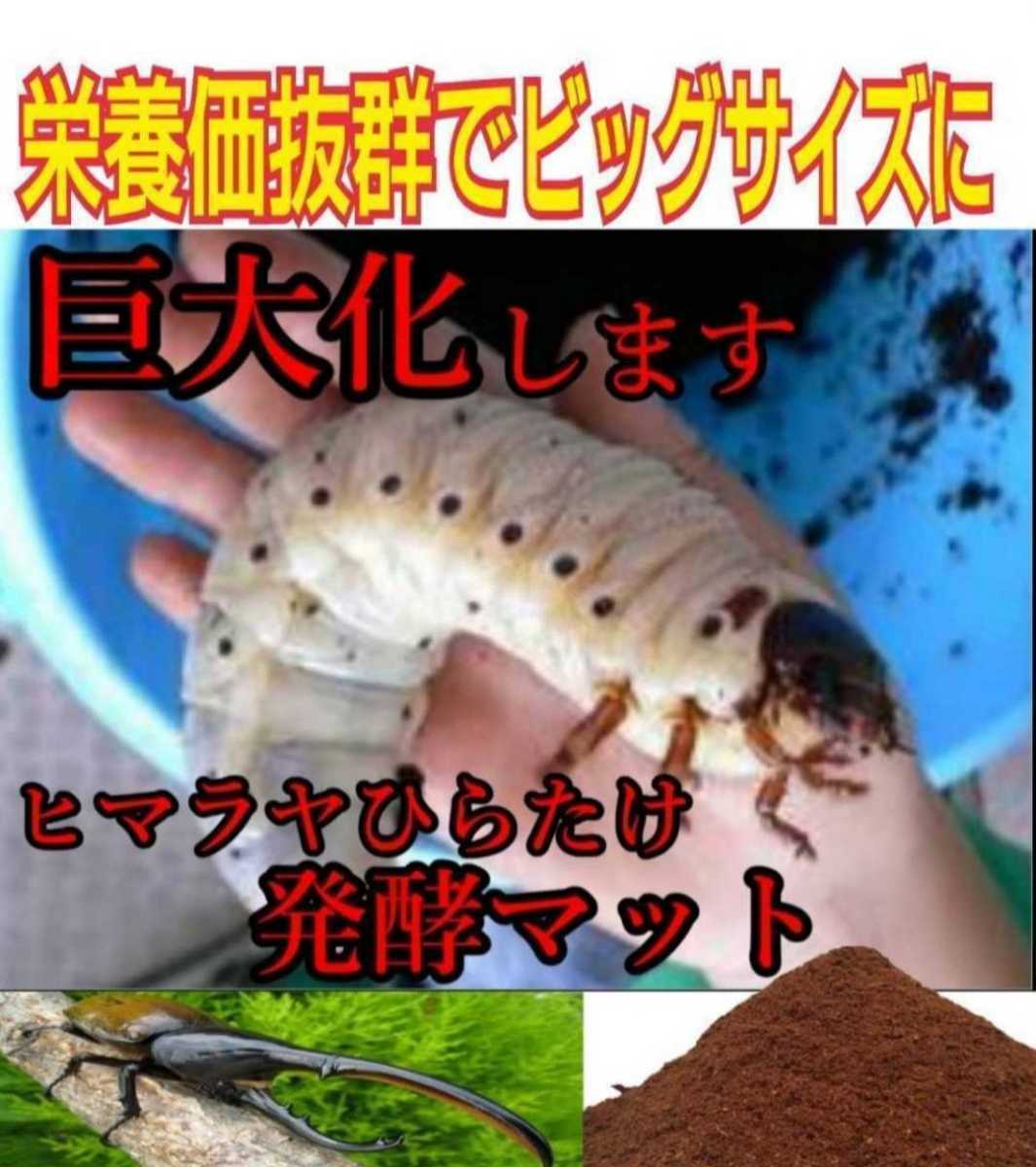 80リットル 幼虫が巨大化します【改良版】ヒマラヤひらたけ菌床発酵カブトムシマット！抜群の栄養価！ クヌギ100% 幼虫の餌・産卵マットに_画像6