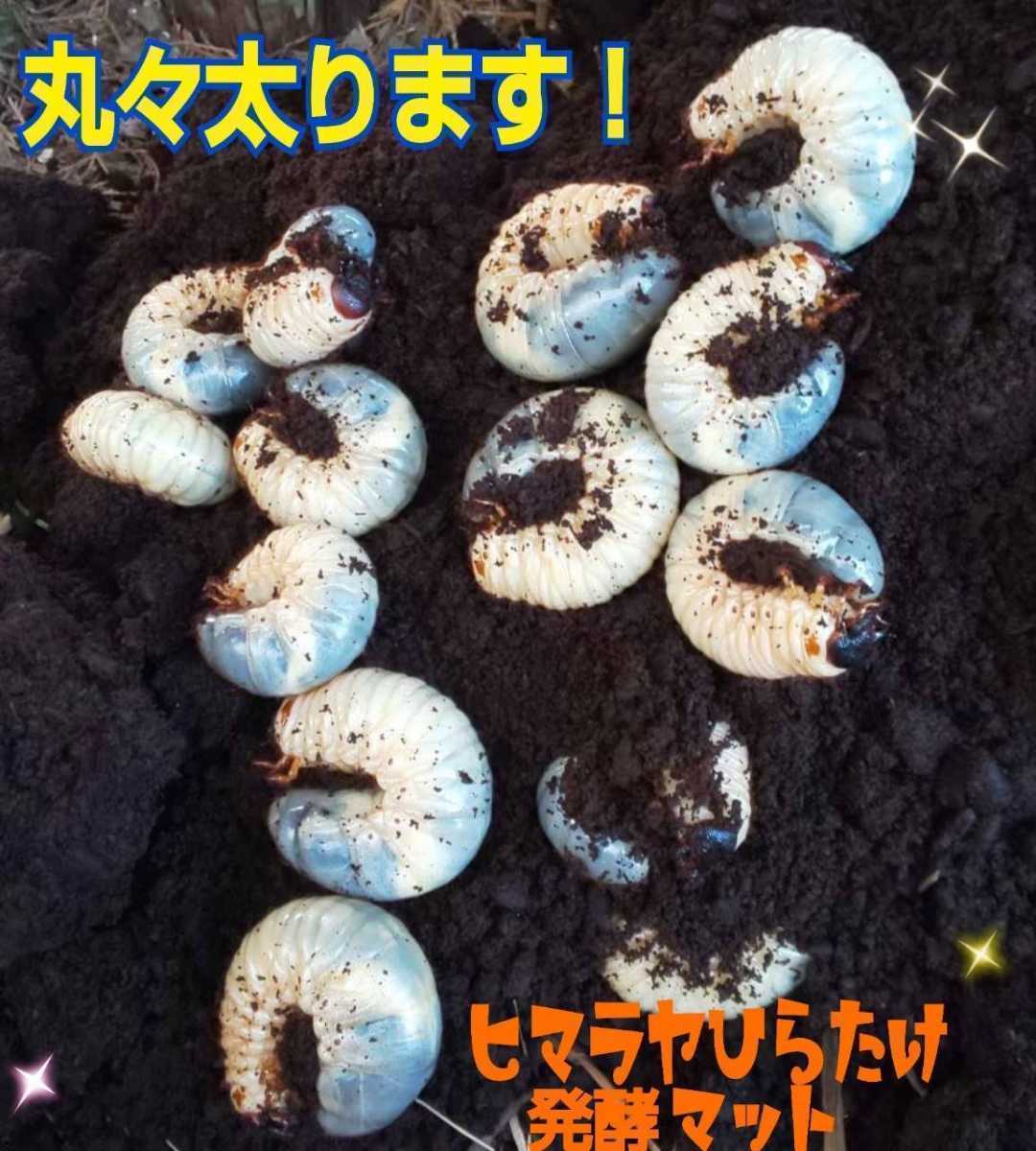 送料無料【改良版】カブトムシ幼虫の餌☆雑虫の混入99％なし！幼虫がビッグに！ヒマラヤひらたけ発酵マット！抜群の栄養価！産卵にも抜群！_画像4