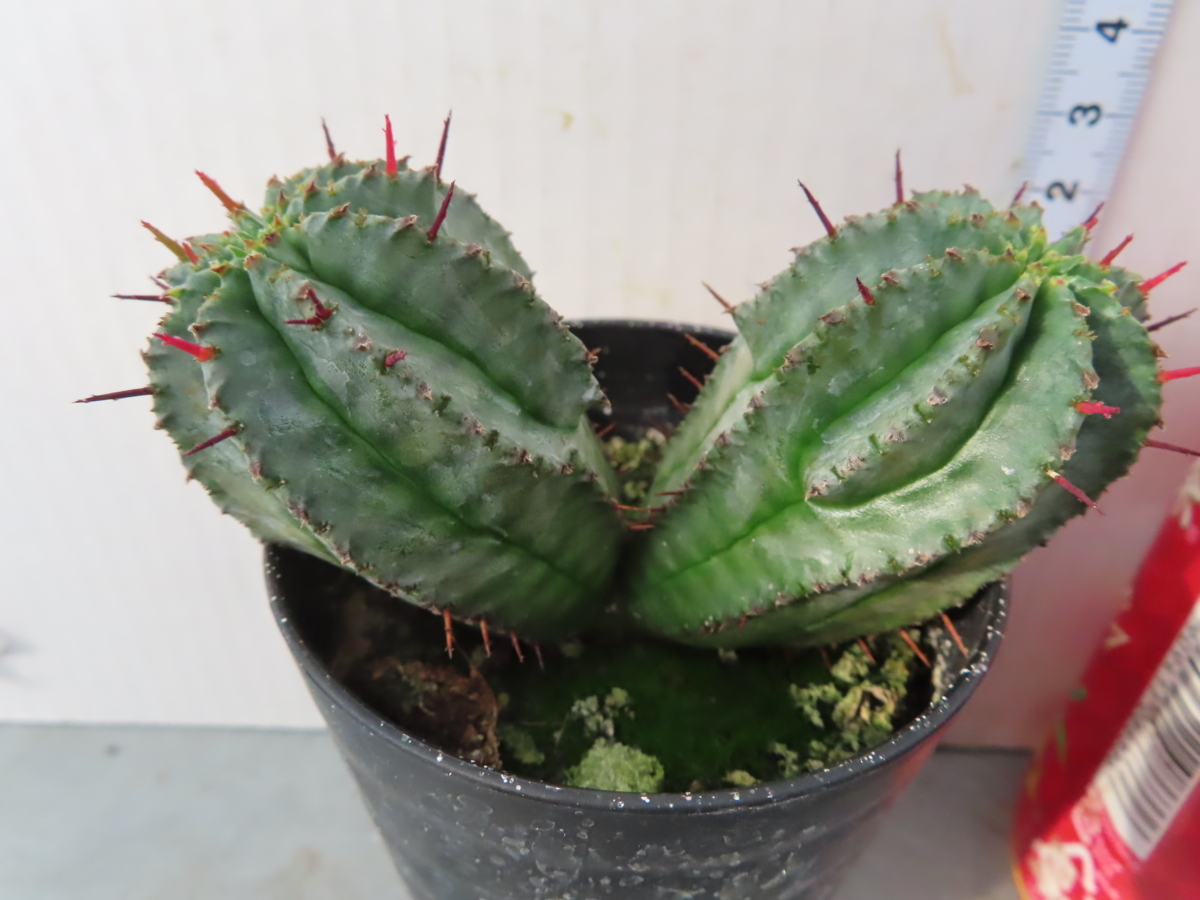 ヤフオク! - イ284「多肉植物】アガベ ホリダ【不動剣・有望株・リュウ...