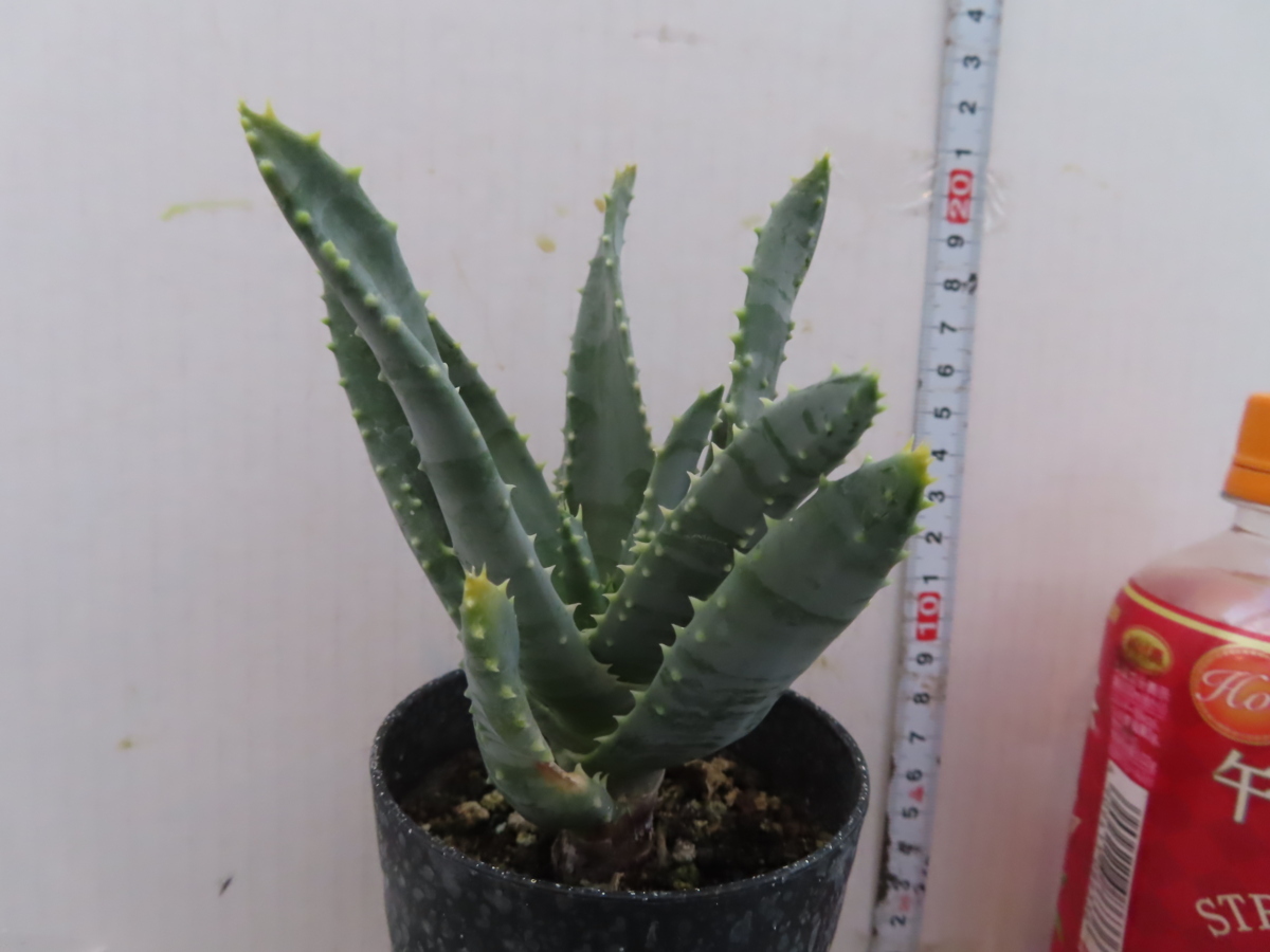 ウ2690「実生」アロエ ピランシー【多肉植物・種から発芽!Aloe
