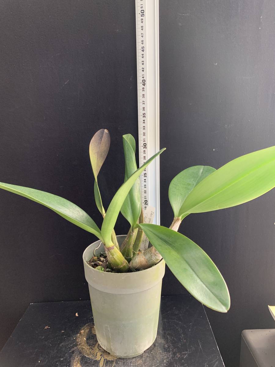 洋蘭 デンドロビウム原種、1374 Den.speciosum blackdownense 鉢植え 洋蘭 デンドロビウム原種、1374 Den.speciosum blackdownense 鉢植え