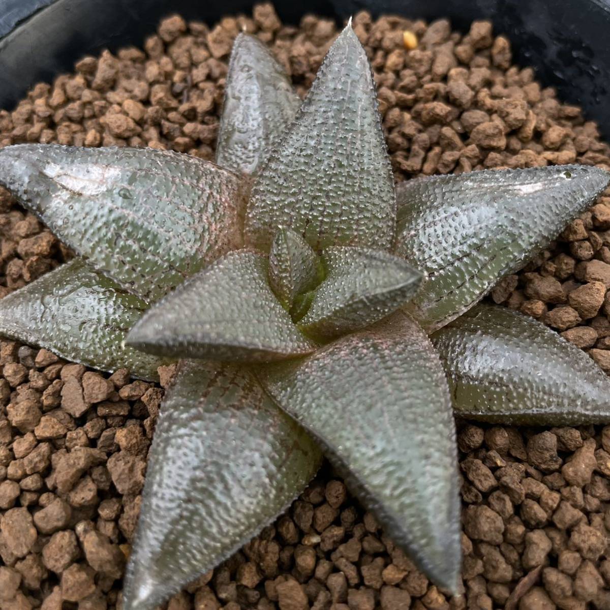 ≧∇≦)多肉植物 ハオルチア マンタE - www.comoreyes.es