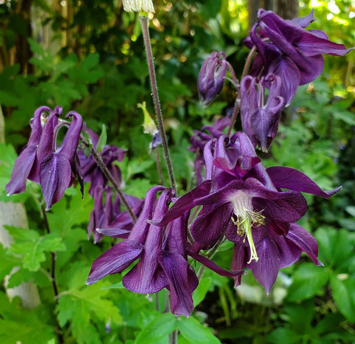 西洋オダマキ 濃い紫 種 粒 自宅栽培 21 6月採取 こぼれ種で増える