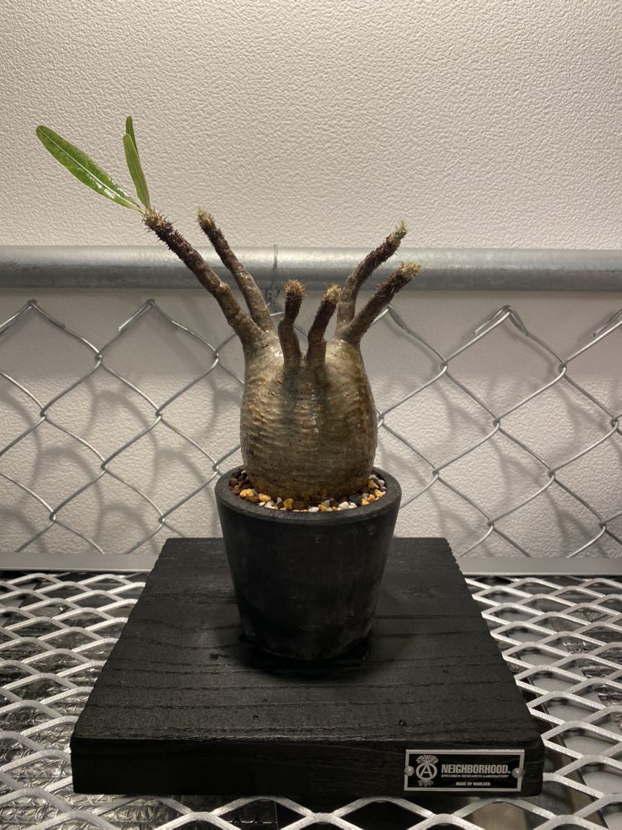 手乗り パキポディウム グラキリス 塊根植物 コーデックス (検索用