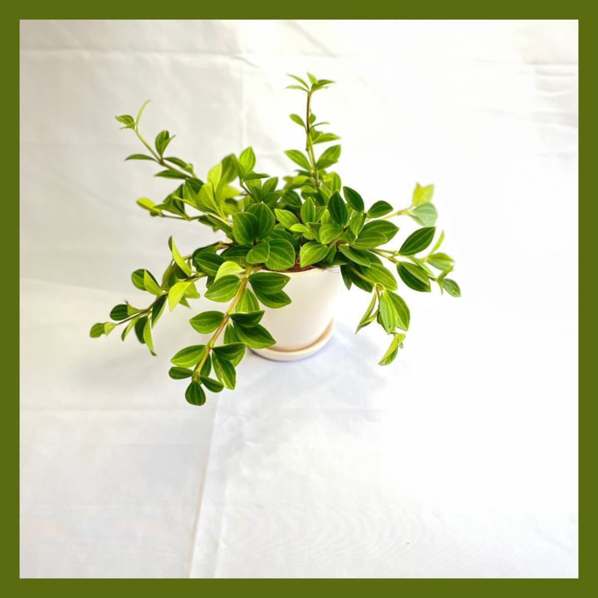 観葉植物小さな葉にライトグリーンのラインがかわいいペペロミアフェアリー陶器鉢入り！