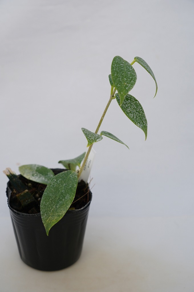 To サクララン 桜蘭 Hoya Odorata ホヤ オドラタ オドラータ 花の香りも楽しめる 観葉植物 3号ポット苗 現品 60サイズ 鉢植え 売買されたオークション情報 Yahooの商品情報をアーカイブ公開 オークファン Aucfan Com To サクララン 桜蘭 Hoya Odorata ホヤ オドラタ オドラータ 花の香りも楽しめる 観葉植物 3号ポット苗 現品 60サイズ 鉢植え 売買されたオークション情報 Yahooの商品情報をアーカイブ公開 オークファン Aucfan Com
