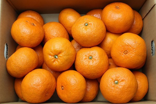 【限定2箱】[JAはまゆう] 宮崎県産 希少柑橘 西南のひかり ３Lサイズ 約5kg 1円スタート_画像1