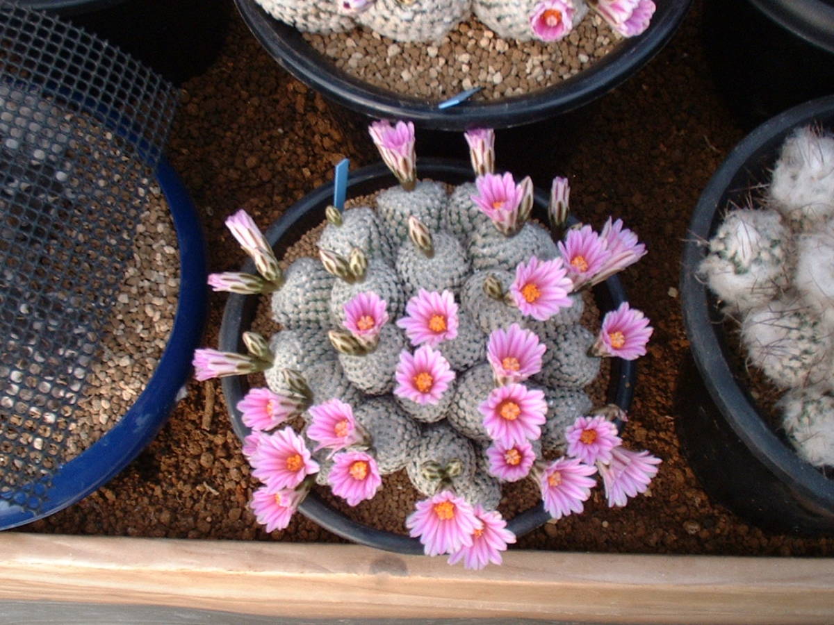 サボテン多肉植物(種子)　スーパーバラ丸　2021年採種_画像4