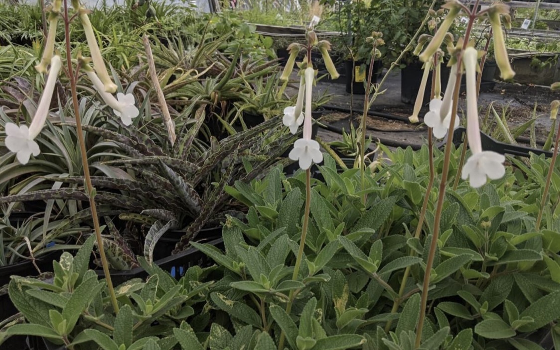 多肉植物　シンニンギア　ツビフローラ　上海の女王　夏型球根　アマリリス　山野草　観葉植物　良い香りのお花です！　スズラン_画像2