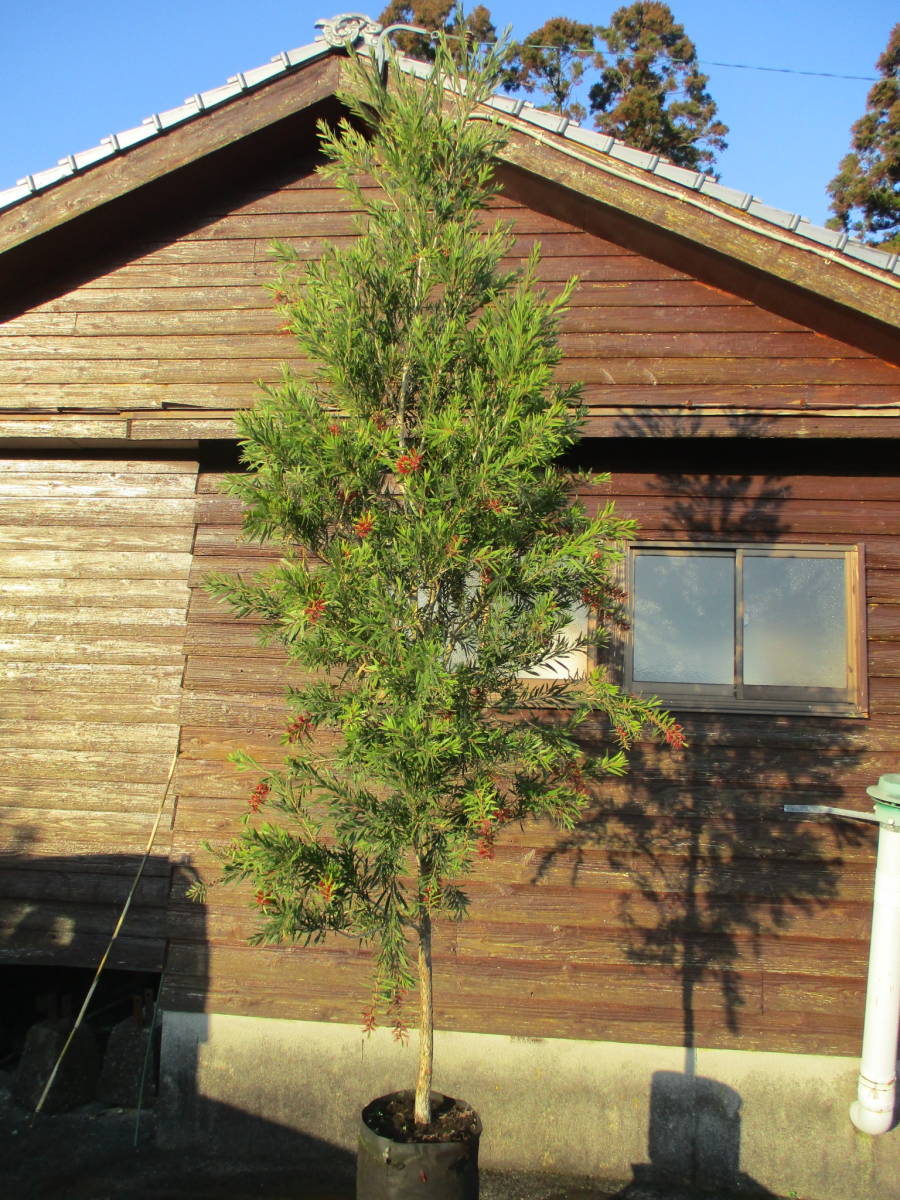 クリスマスツリー特価 オーストラリアの花木です 1年に2回 3回花が咲きます 四季咲きブラシ カリステモン キャプテンクック h2 9m 大人気 3 植木 庭木 Labelians Fr クリスマスツリー特価 オーストラリアの花木です 1年に2回 3回花が咲きます 四季咲きブラシ カリステモン キャプテンクック h2 9m 大人気 3 植木 庭木 Labelians Fr