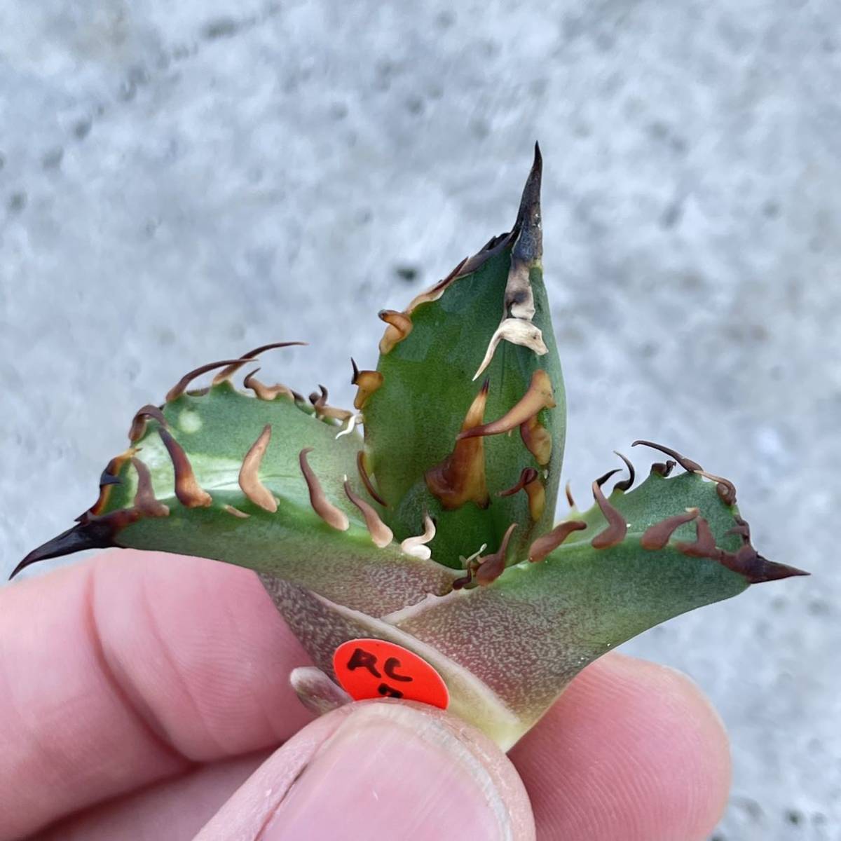 アガベ チタノタ 'レッドキャットウィーズル' agave titanota ' Red catweezle ' ⑦