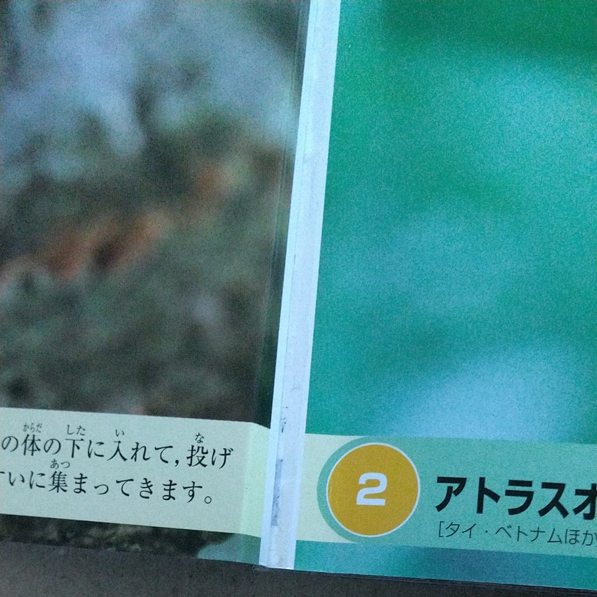 【セット販売】カブトムシ・クワガタ100/かっこいいな　きょうりゅう/はじめての昆虫