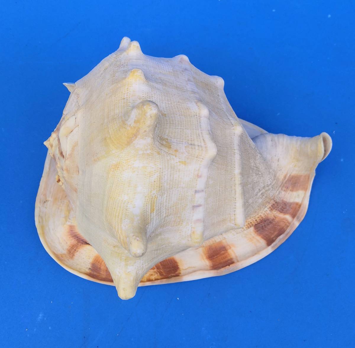 大きな貝殻トウカムリ貝サイズ最大部２９ｃｍ_画像9