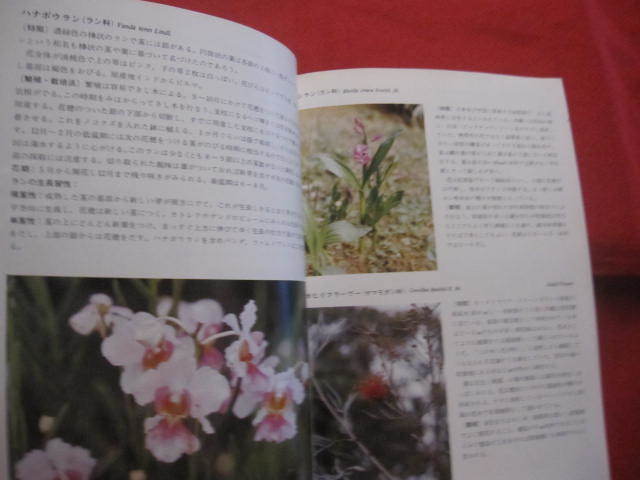 * Okinawa. природа . obi Hanaki цвет различные предметы серии ⑤ [ Okinawa *. лампочка * природа * растения * дерево ]