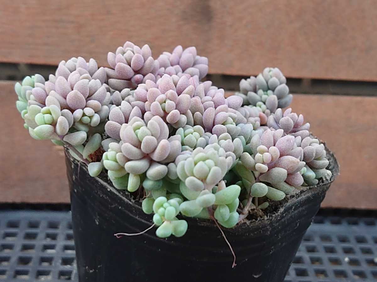 好評 多肉植物 パープルヘイズ 抜き苗 sonrimexpolanco.com