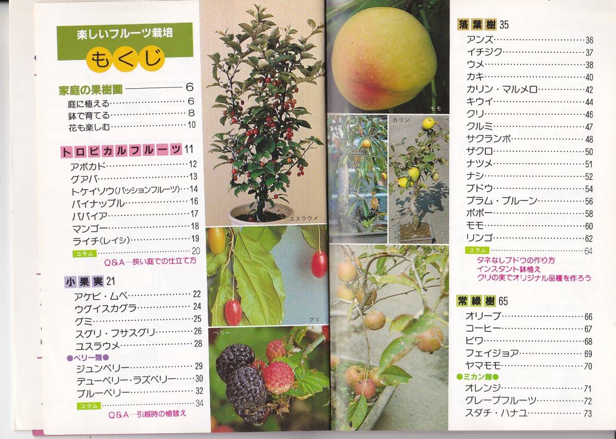 【送料込み】《園芸の本》図解ハンドブック「楽しいフルーツ栽培」日本交通公社刊_画像2