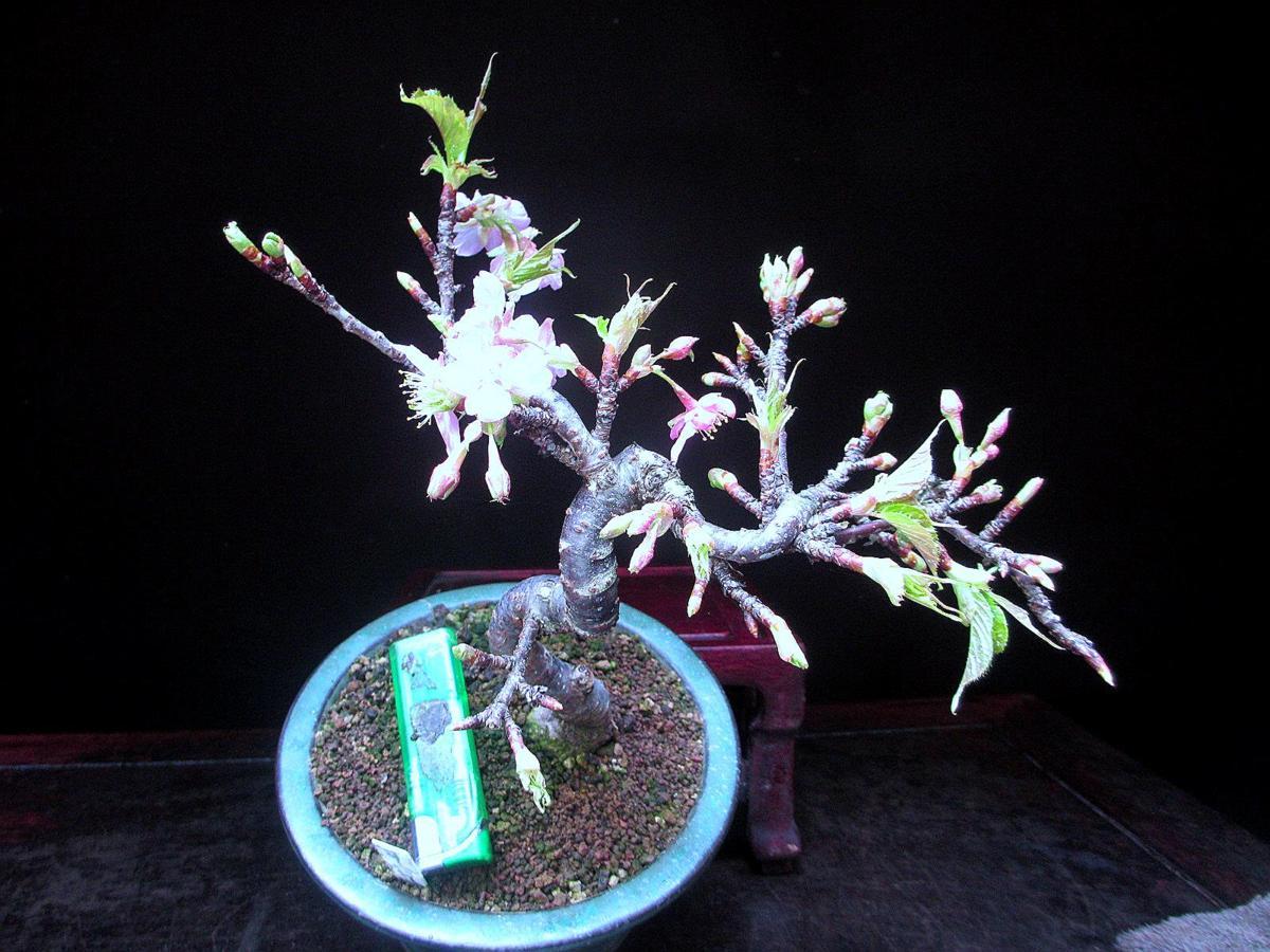 福助 河津桜/カワツサクラ 樹高21㎝ 紅花一重 模様 開花中 小品 素材 9B26814 5