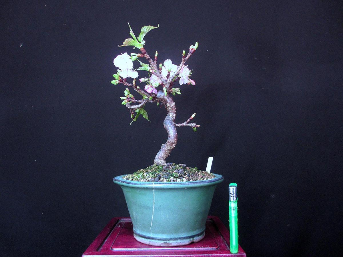 福助 河津桜/カワツサクラ 樹高21㎝ 紅花一重 模様 開花中 小品 素材 9B26814 3