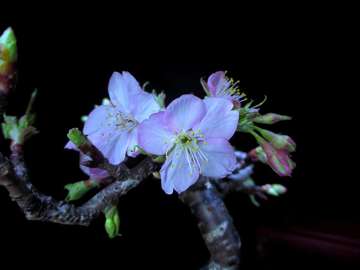 福助 河津桜/カワツサクラ 樹高21㎝ 紅花一重 模様 開花中 小品 素材 9B26814 9