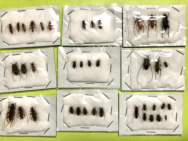 昆虫標本 奄美大島 カミキリムシ 5