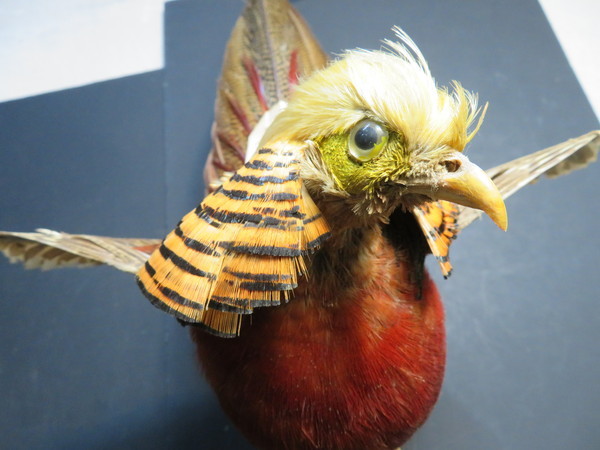 Yahoo!オークション - ①54 金鶏鳥 錦鶏鳥 剥製 キンケイチョウ Yahoo!オークション - ①54 金鶏鳥 錦鶏鳥 剥製 キンケイチョウ