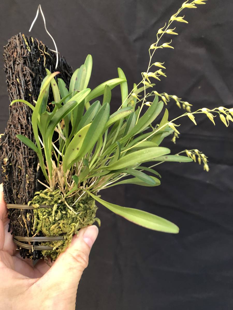 洋蘭原種 プレウロタリス Pleurothallis picta　花付き_画像4