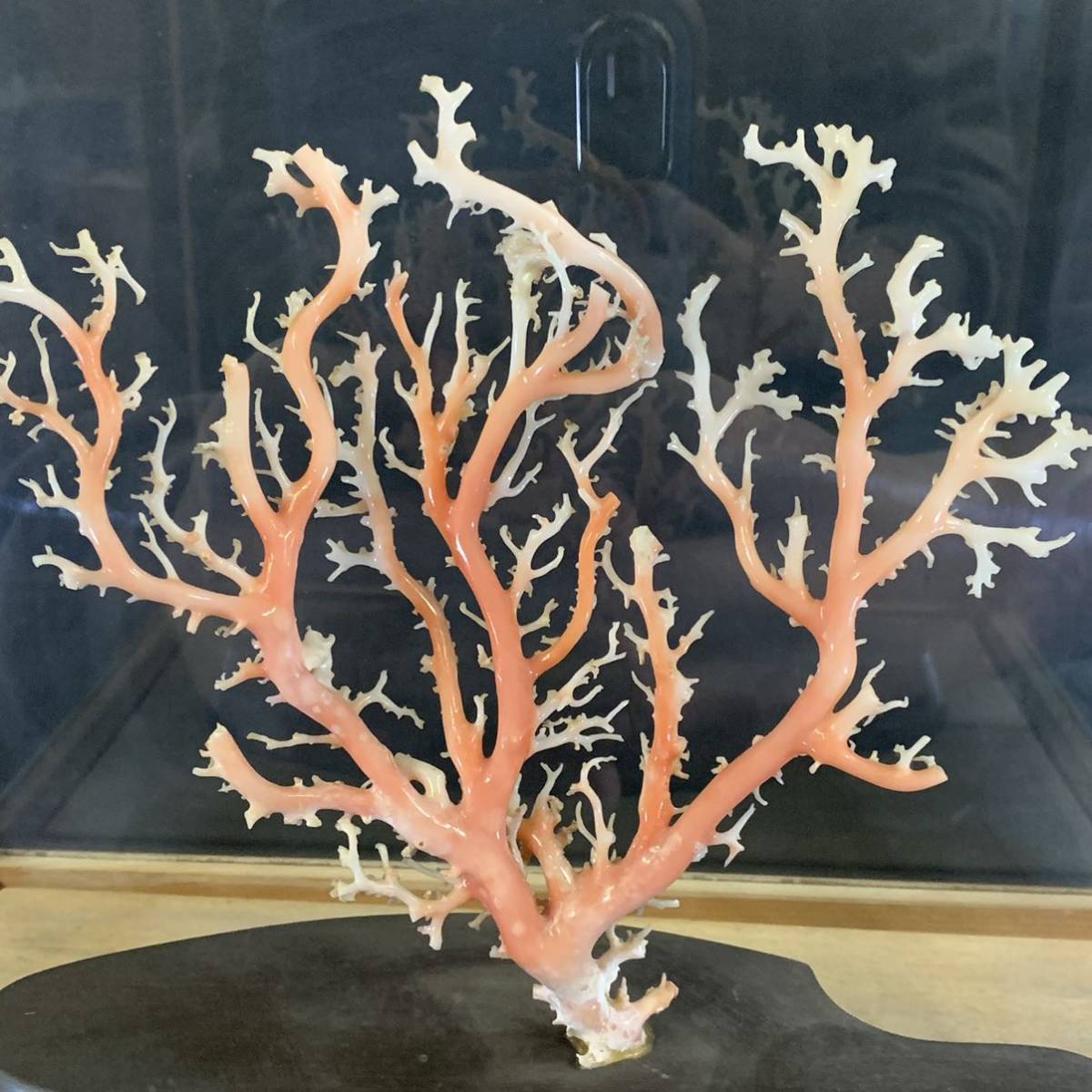 檀51）天然珊瑚原木 置物 宝石 珊瑚 原木 ガラスケース - ヤフオク!